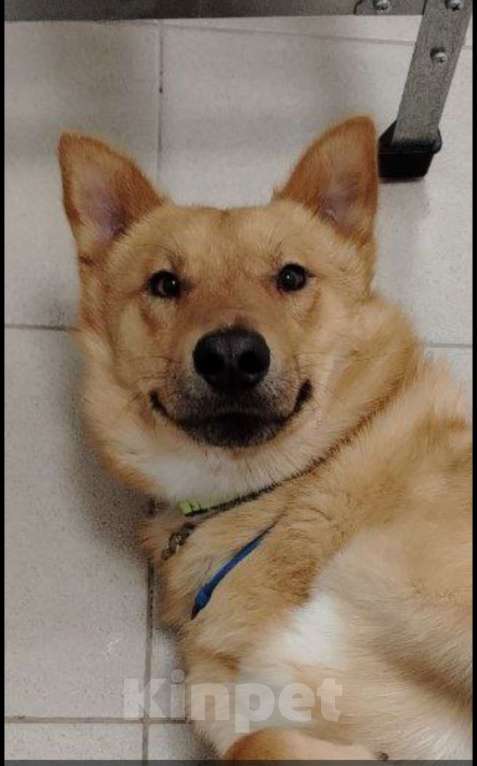 Собаки в Пушкино: АЛЬФИ - солнечный улыбка-пес ищет дом! Мальчик, Бесплатно - фото 5