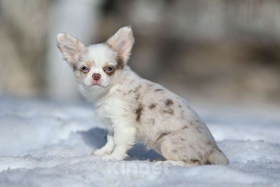 Собаки в Обнинске: Девочки чихуахуа меоле лиловая и шоколадная, голубые глаза Девочка, 60 000 руб. - фото 7
