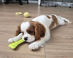 Собаки в Новосибирске: Кавалер кинг-чарльз-спаниель, щенок Мальчик, 70 000 руб. - фото 8