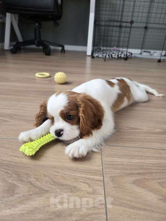 Собаки в Новосибирске: Кавалер кинг-чарльз-спаниель, щенок Мальчик, 70 000 руб. - фото 8