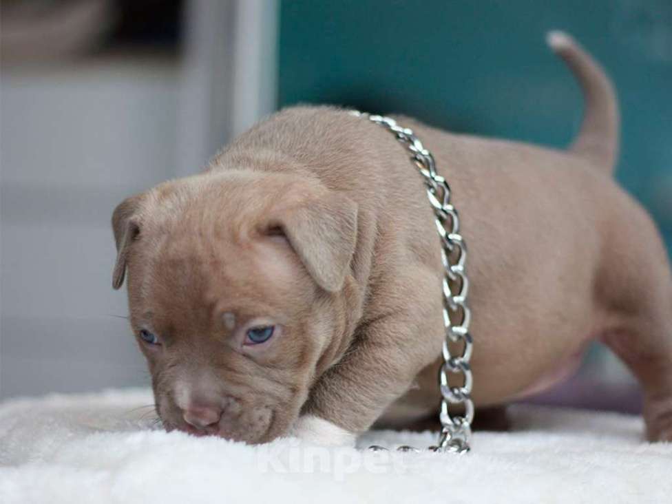 Собаки в Москве: Американский булли покет Девочка, 250 000 руб. - фото 2