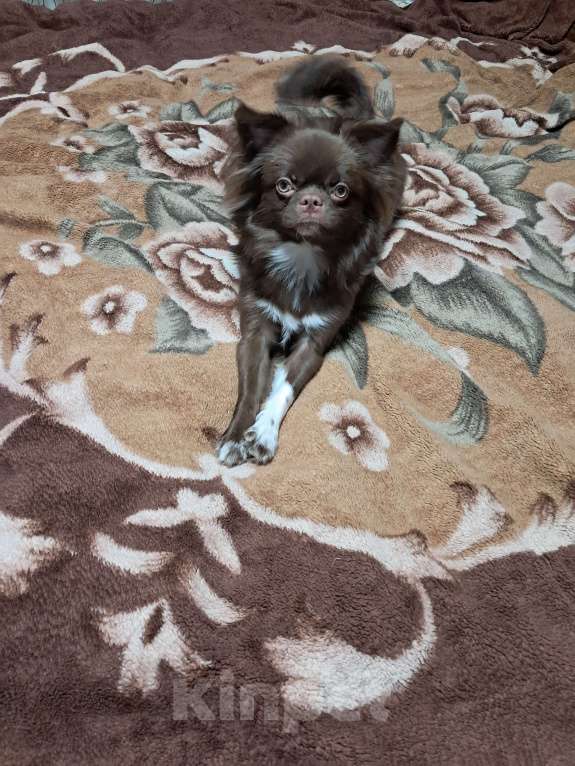 Собаки в других городах Московской области: Мальчишка, д/ш.д.р.20.02.2025.Привит по возрасту.Активный,доброжелательный.Отлично ладит с детьми  Мальчик, 25 000 руб. - фото 5