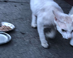 Кошки в Москве: Куркино, нашли кота, немного ранен, заберите кто нибудь на передержку Мальчик, Бесплатно - фото 5