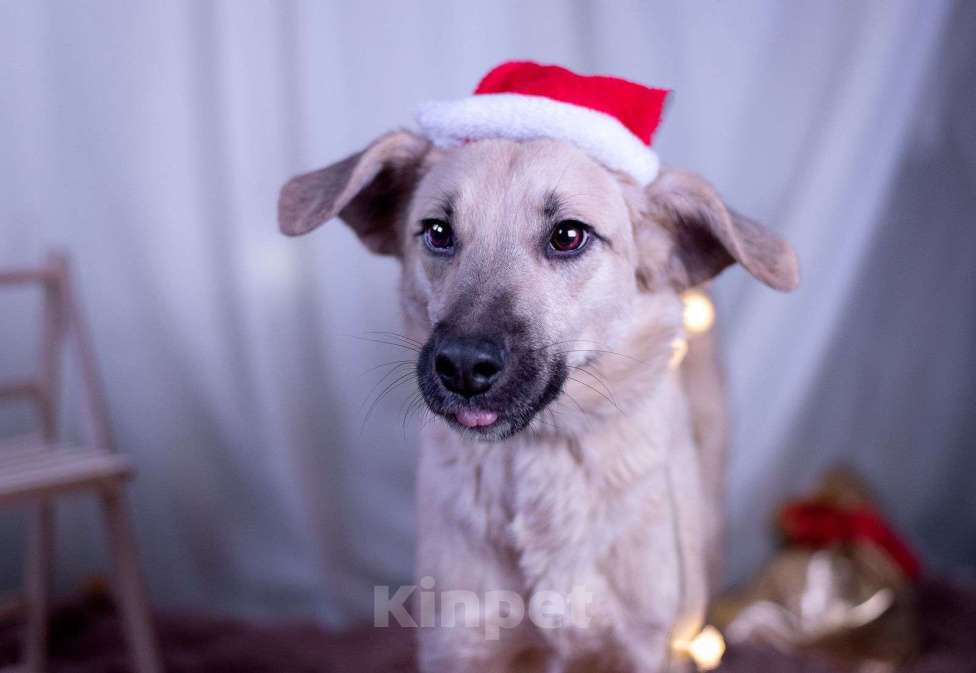 Собаки в других городах Московской области: Мальчик Бруно Мальчик, Бесплатно - фото 9