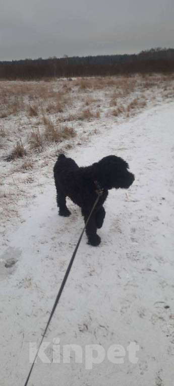 Собаки в Москве: Русский черный терьер в добрые руки Мальчик, Бесплатно - фото 7