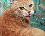 Кошки в Калуге: Рыжая Алиса. Кошка мурлыка в добрые руки. Девочка, Бесплатно - фото 5