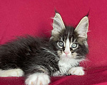 Кошки в Калаче-На-Доне: Котята мейн кун, 40 000 руб. - фото 6