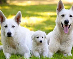 Собаки в Симферополе: Щенки белой швейцарской овчарки, 25 000 руб. - фото 1
