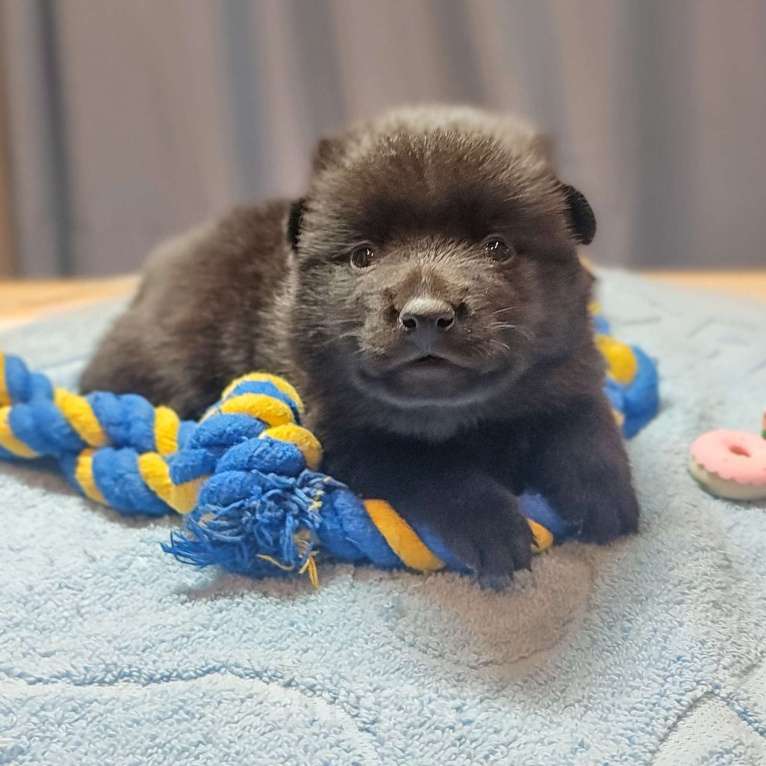 Собаки в Раменском: Щенки шипперке от титулованных родителей в домашних условиях Мальчик, 70 000 руб. - фото 1