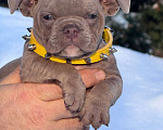Собаки в Москве: Американский булли девочка Девочка, 80 000 руб. - фото 3