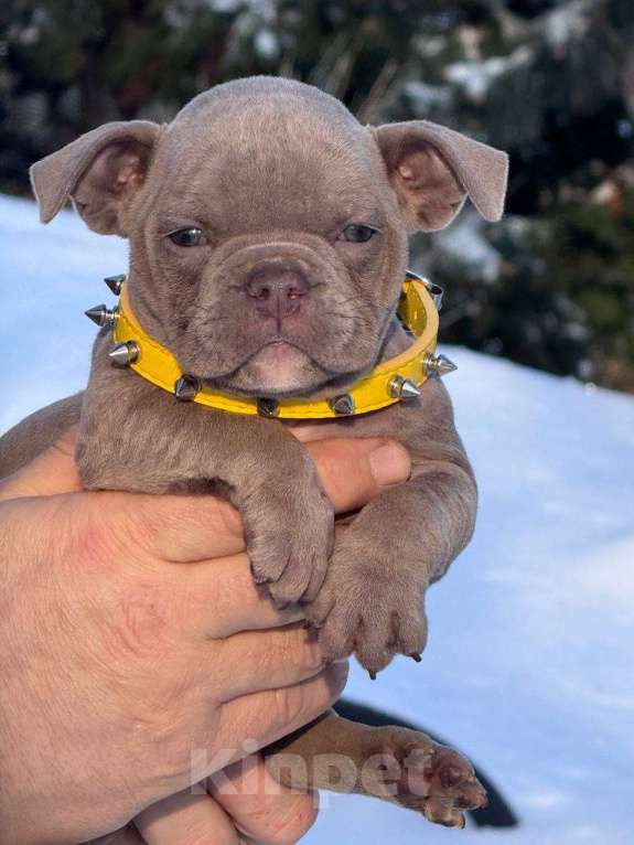 Собаки в Москве: Американский булли девочка Девочка, 80 000 руб. - фото 3