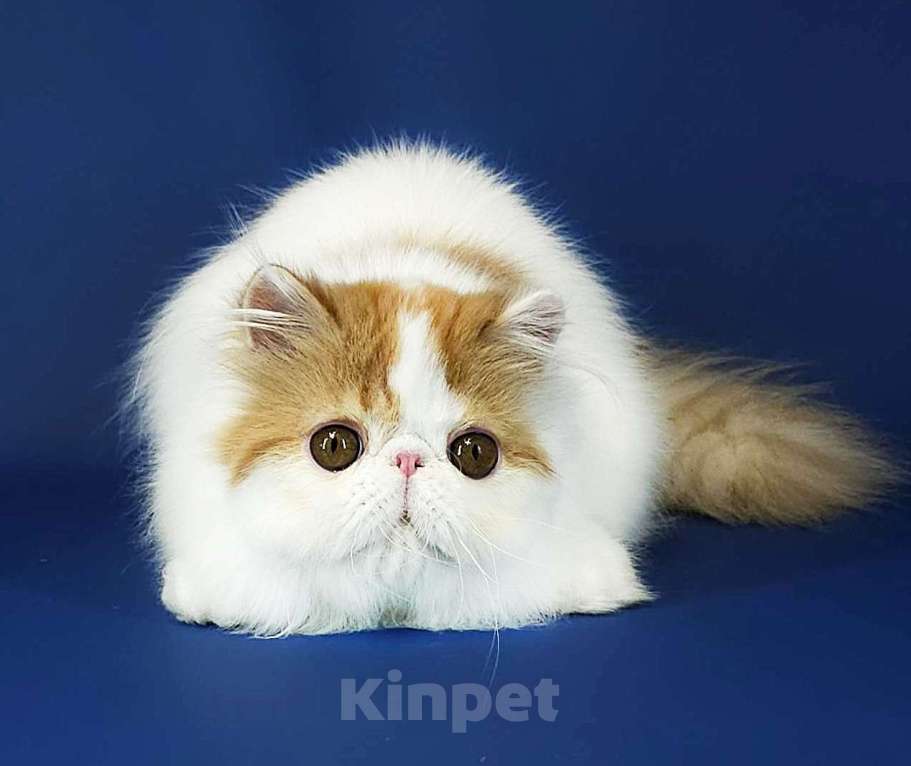 Кошки в Санкт-Петербурге: Персидский котик Мальчик, 25 000 руб. - фото 2