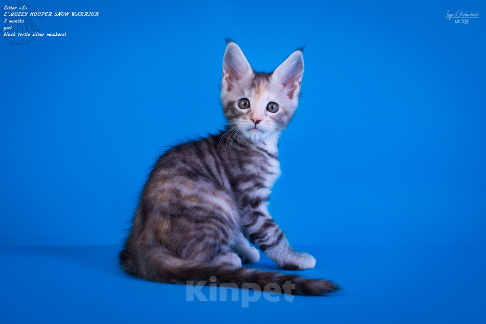Кошки в других городах Карелии: Котенок мейн-кун девочка Девочка, 25 000 руб. - фото 3