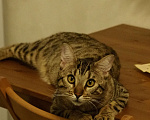 Кошки в Челябинске: Кот ДжоДжо  Мальчик, Бесплатно - фото 2