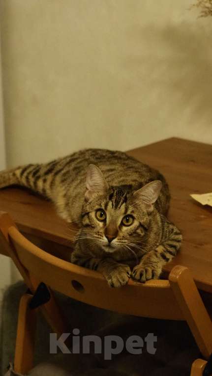 Кошки в Челябинске: Кот ДжоДжо  Мальчик, Бесплатно - фото 2