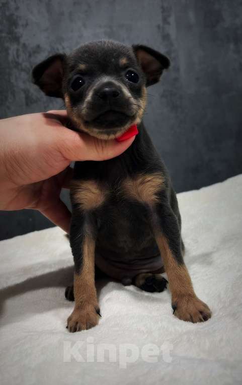 Собаки в Санкт-Петербурге: Щенок русского тоя Мальчик, 50 000 руб. - фото 3