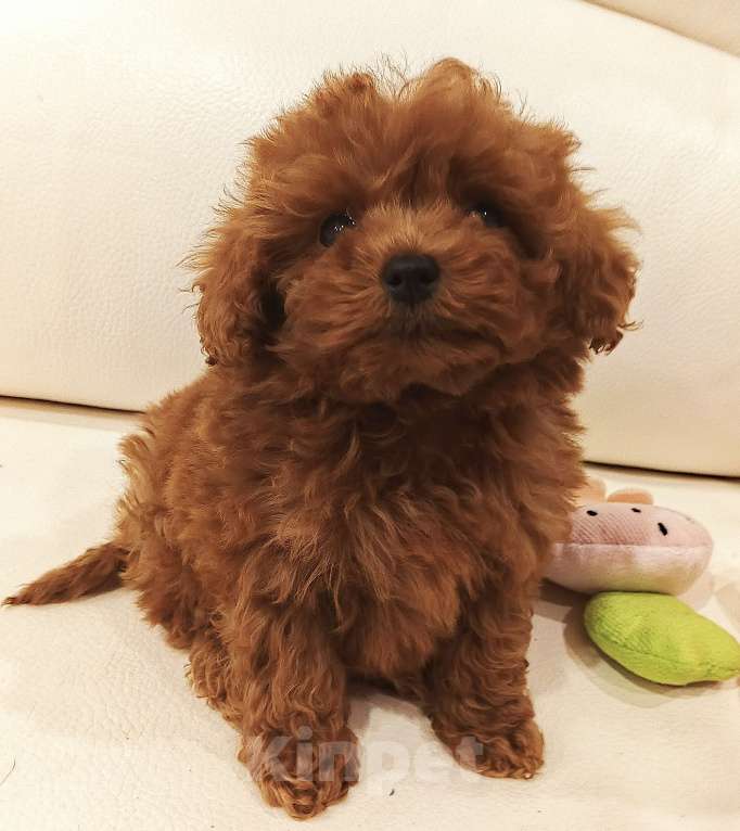Собаки в Москве: Китайский тикап тедди пудель микро мальчик Мальчик, Бесплатно - фото 3