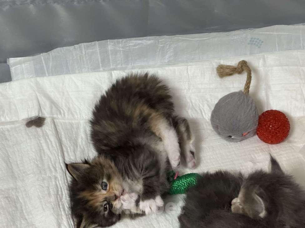 Кошки в Новосибирске: Открыто резервирование  Девочка, 80 000 руб. - фото 6