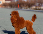 Собаки в Челябинске: Той Пудель кабель Мальчик, 25 000 руб. - фото 2