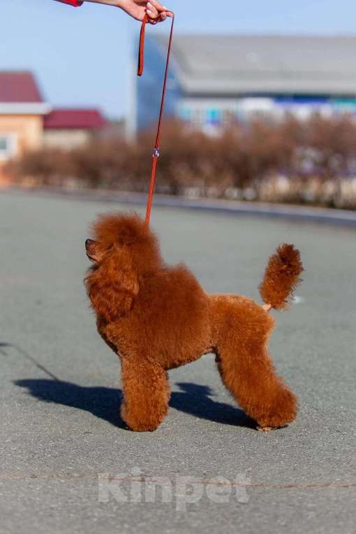 Собаки в Челябинске: Той Пудель кабель Мальчик, 25 000 руб. - фото 2