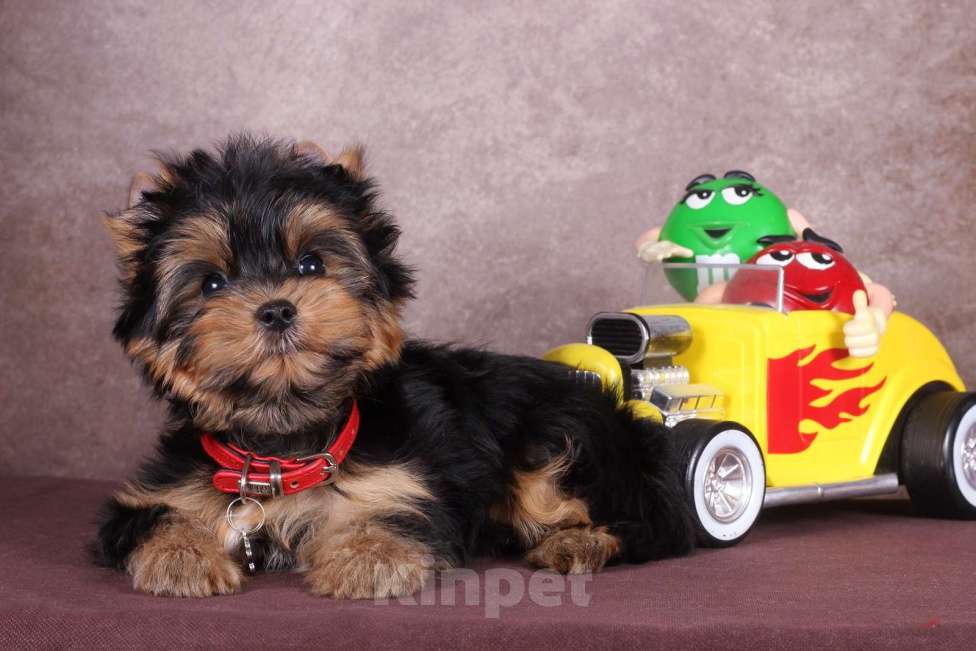 Собаки в Москве: Йоркширский породный красавчик Ютубик 🥰 РКФ Мальчик, 45 000 руб. - фото 4