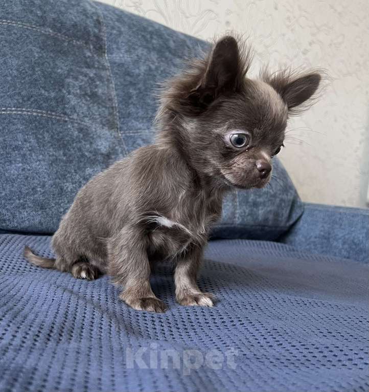 Собаки в Москве: Девочка лиловая. Длинношерстная Девочка, 50 000 руб. - фото 3