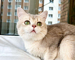 Кошки в Москве: Юная британская кошка Плюша в добрые руки Девочка, Бесплатно - фото 5