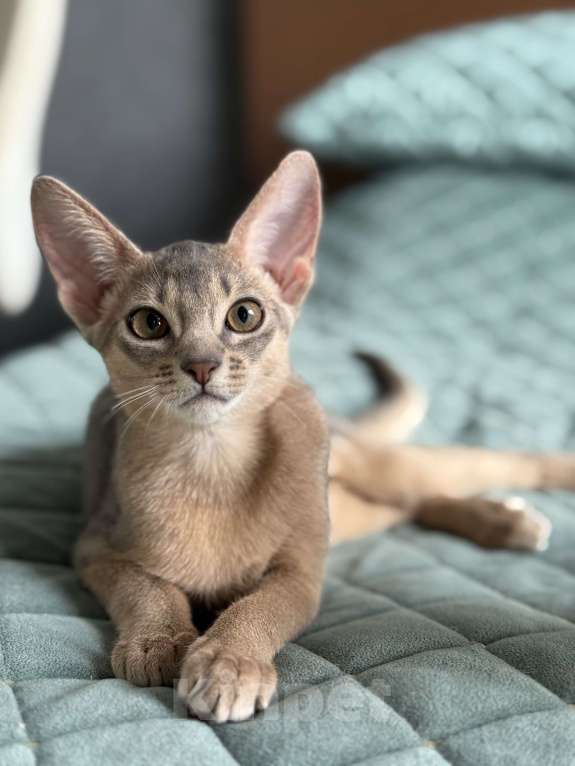 Кошки в Краснодаре: Абиссинский котенок голубого окраса  Девочка, 75 000 руб. - фото 1