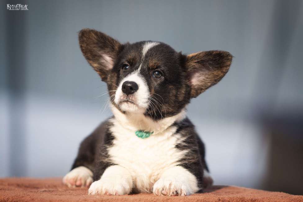 Собаки в Москве: Девочка корги Девочка, Бесплатно - фото 5