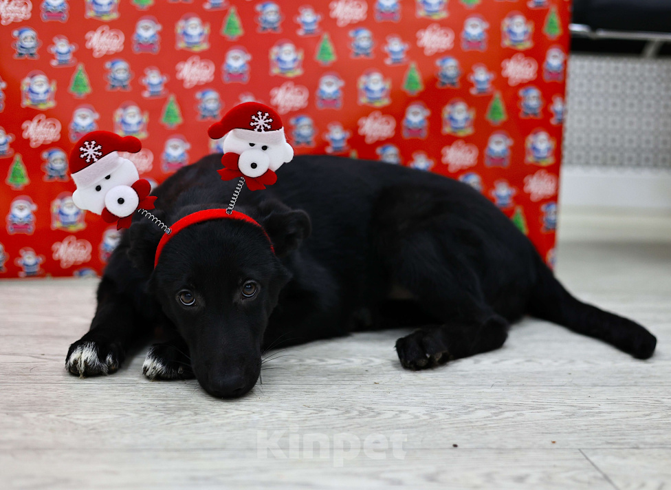 Собаки в Москве: Щенки бесплатно в Москве Мальчик, Бесплатно - фото 2