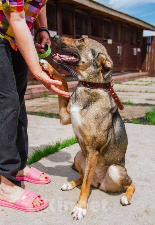 Собаки в Москве: Ласкушечка Стеша в поисках любящей семьи Девочка, 100 руб. - фото 8