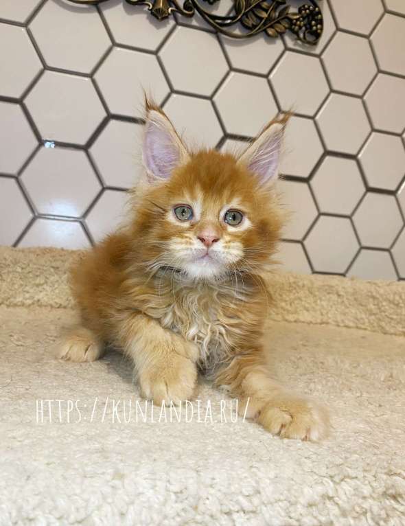 Кошки в Екатеринбурге: мейн-кун полидакт Мальчик, 50 000 руб. - фото 2