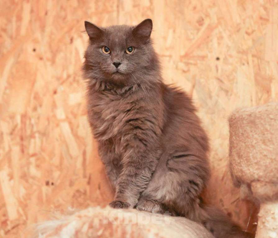 Кошки в Москве: Кот Зефир ищет дом! Мальчик, Бесплатно - фото 7