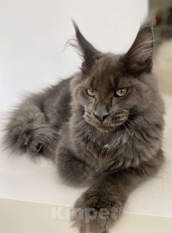 Кошки в Чайковском: кот мейн кун  MCO окрас - Имхо as 09 голубой дымчатый с белым.  Мальчик, 55 000 руб. - фото 8
