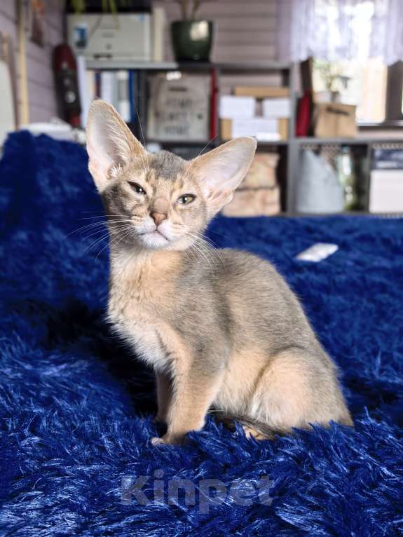 Кошки в других городах Московской области: Мальчишка в благородном голубом окрасе Мальчик, 75 000 руб. - фото 5