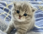 Кошки в Москве: Шотландский голубоглазый мальчик Мальчик, 15 000 руб. - фото 1