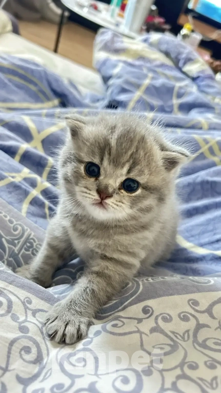 Кошки в Москве: Шотландский голубоглазый мальчик Мальчик, 15 000 руб. - фото 1