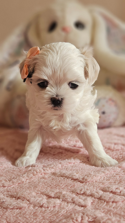 Собаки в Москве: Мальтезе мини девочка Девочка, 130 000 руб. - фото 6