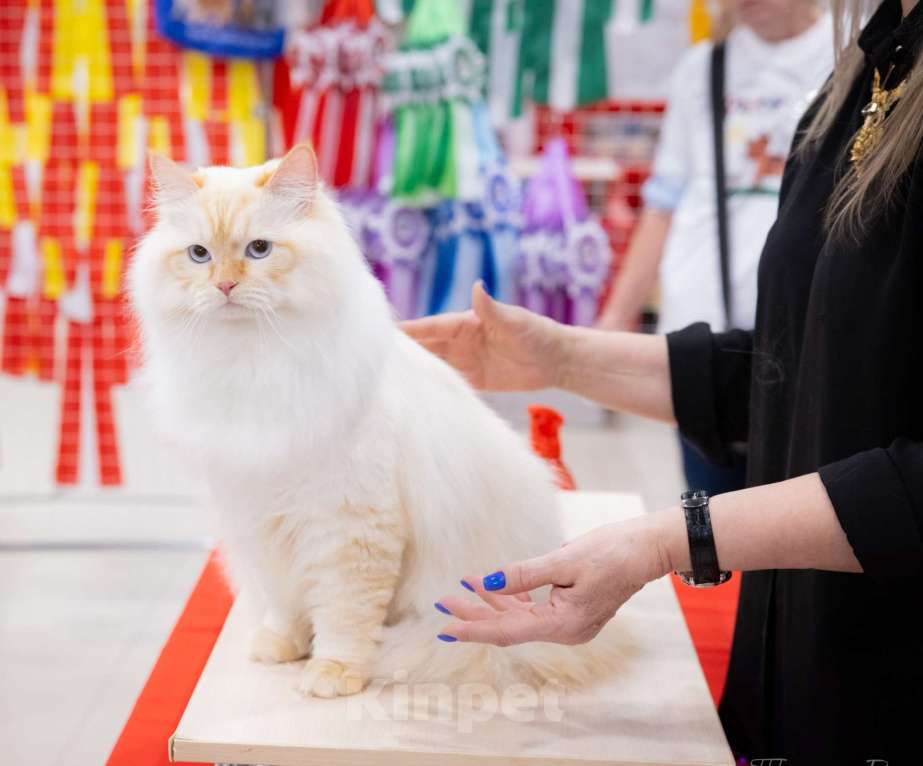Кошки в других городах Московской области: Шикарный титульный кот  приглашает девочек на свидание. Мальчик, 25 000 руб. - фото 2