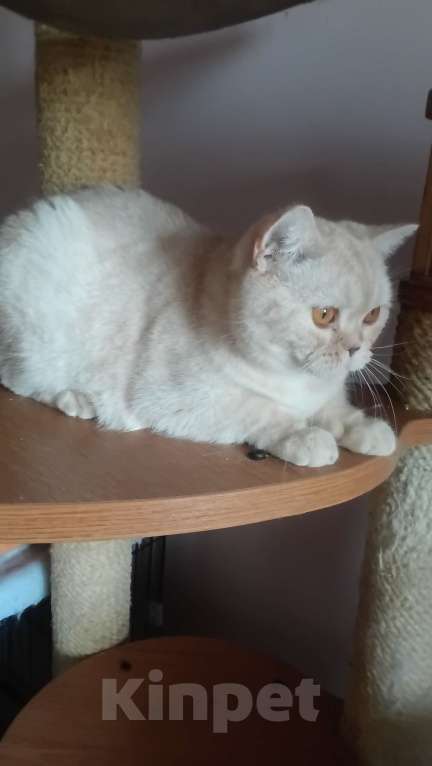 Кошки в Москве: Шотландский кремовый котик Персик Мальчик, 8 000 руб. - фото 2