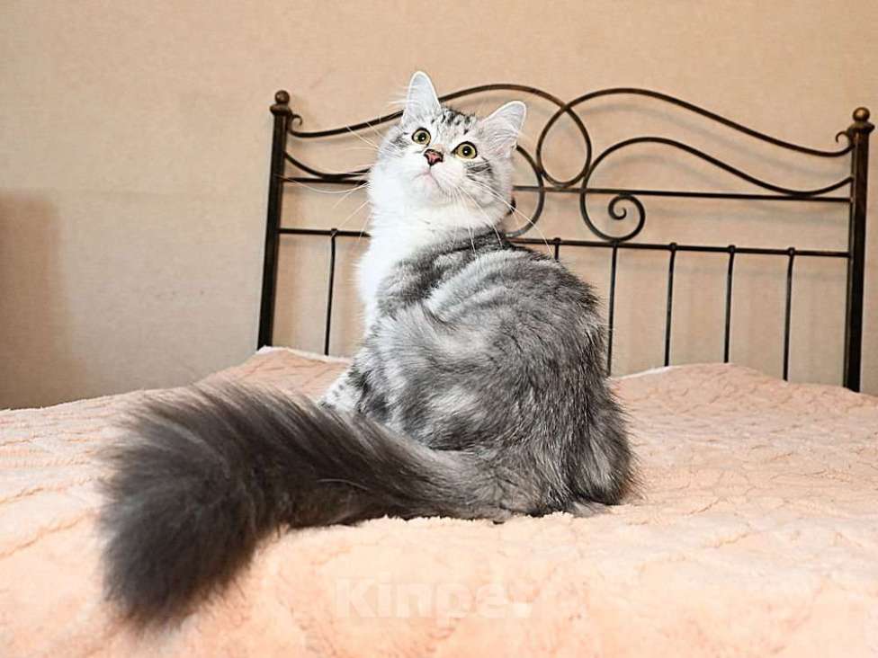 Кошки в Москве: Продаются сибирские и невские маскарадные котята Мальчик, Бесплатно - фото 3