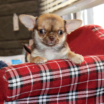 Курносая красотка с РЕДКИМ нарядным окрасом