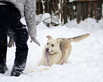 Собаки в Москве: Лунтик Мальчик, Бесплатно - фото 3