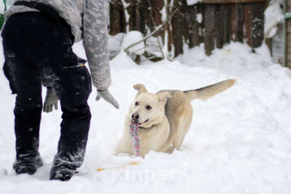 Собаки в Москве: Лунтик Мальчик, Бесплатно - фото 3