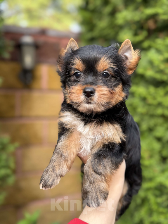 Собаки в Москве: Девочка очаровашка Йорк  Девочка, 50 000 руб. - фото 4