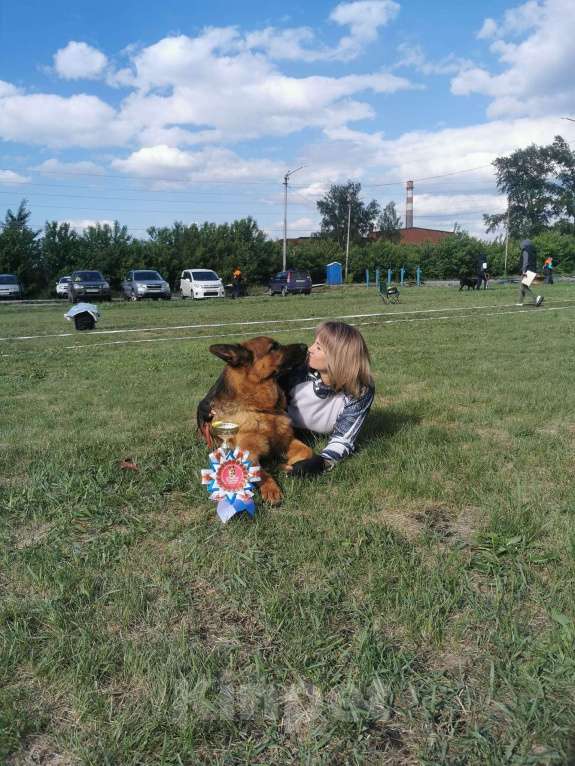 Собаки в Иркутске: Щенки немецкой овчарки в иркутске Девочка, 55 000 руб. - фото 5