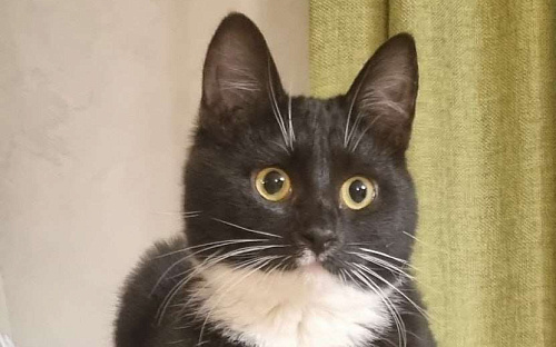 Миниатюрная  кокетка  Жаклин