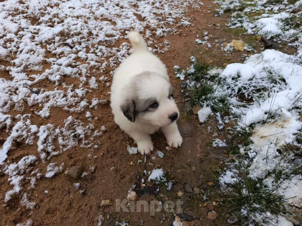 Собаки в Калуге: щенки пиренейской горной собаки_мальчик 4 Мальчик, 40 000 руб. - фото 9