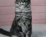 Кошки в Волхове: Котенок породы мейн-кун. Мальчик. Мальчик, 15 000 руб. - фото 2