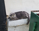 Кошки в других городах Московской области: Нашлась кошка, очень ласковая, даётся в руки. Похожа на шотландскую вислоухую. Девочка, Бесплатно - фото 1